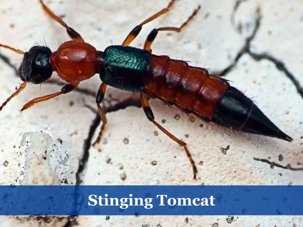 Stinging Tomcat
