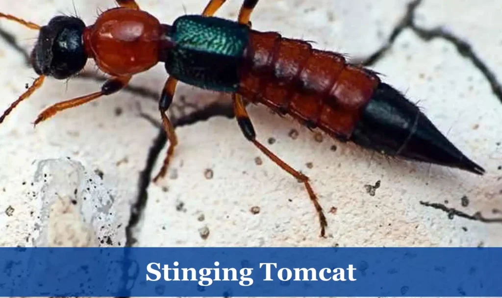 Stinging Tomcat