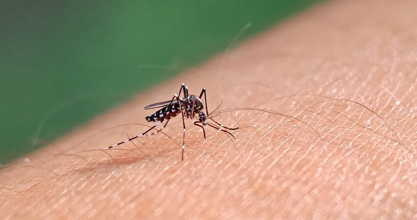 Dengue Fever Package