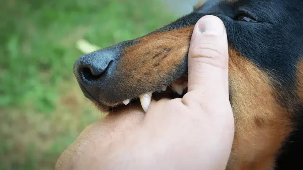 Rabies and Post-Exposure Prophylaxis Bali