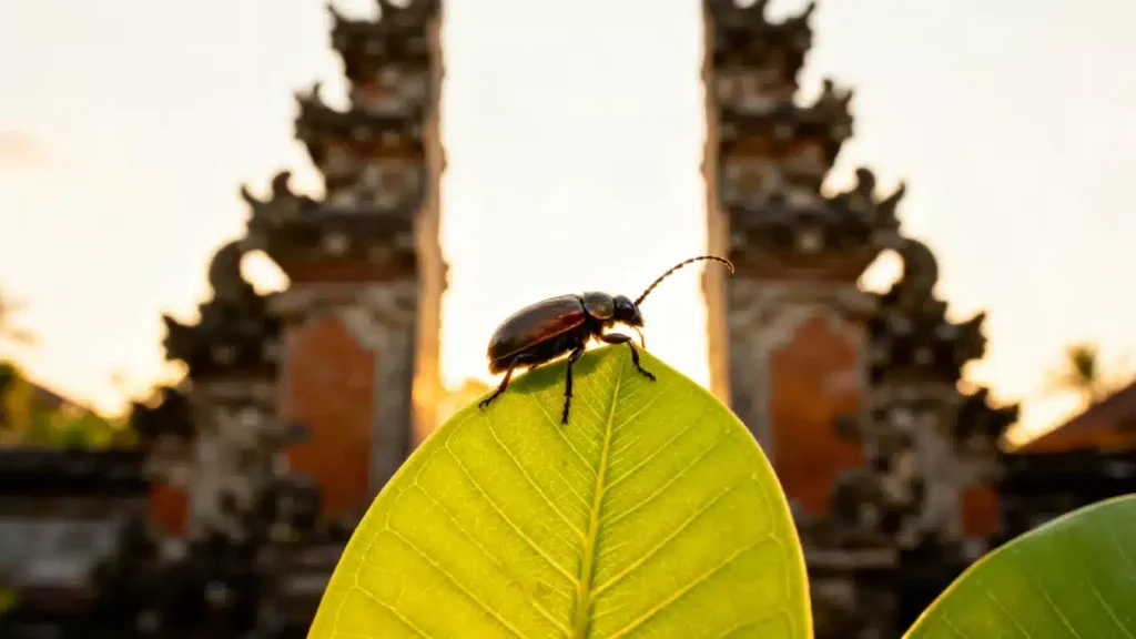 Bali Bug