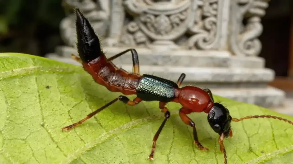 Understanding the “Bali Bug” Phenomenon