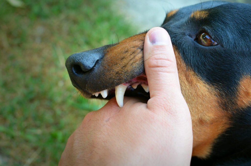 Rabies in Bali
